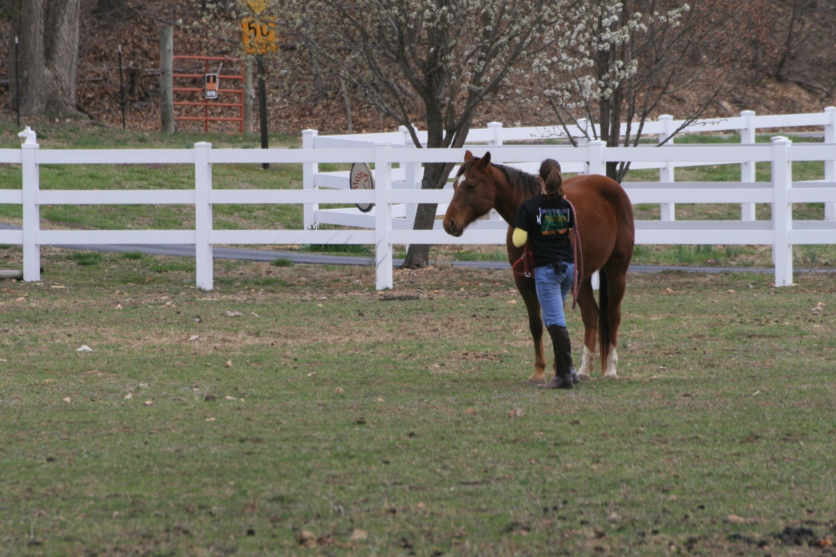 How To Catch The Horse That Doesnt Want To Be Caught 3 Tips Horse